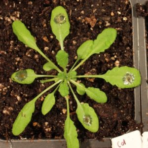 Botrytis cinerea inoculation on Arabidopsis thaliana