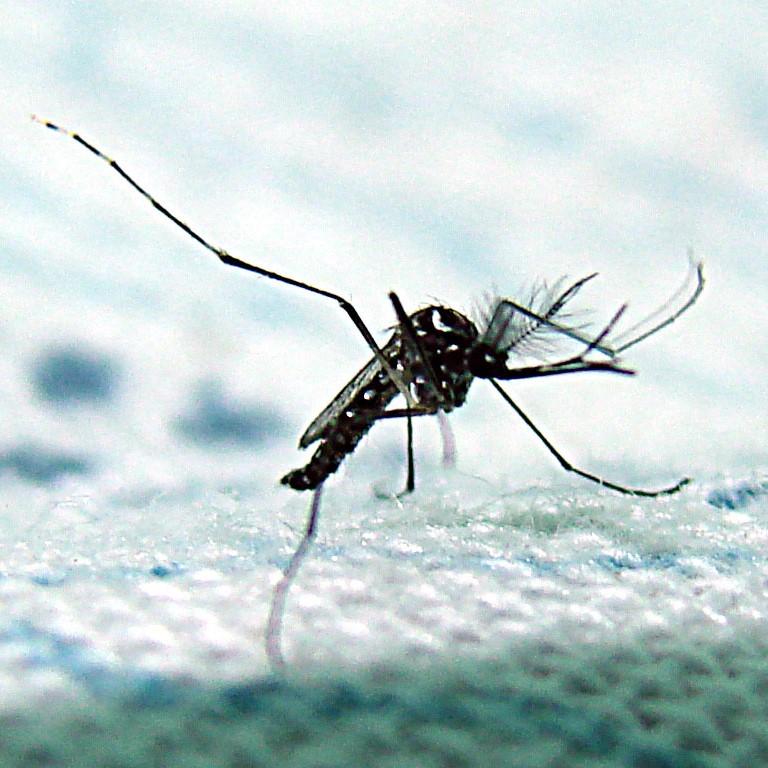 Mosquito